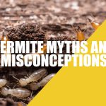 Termite Myths and Misconceptions